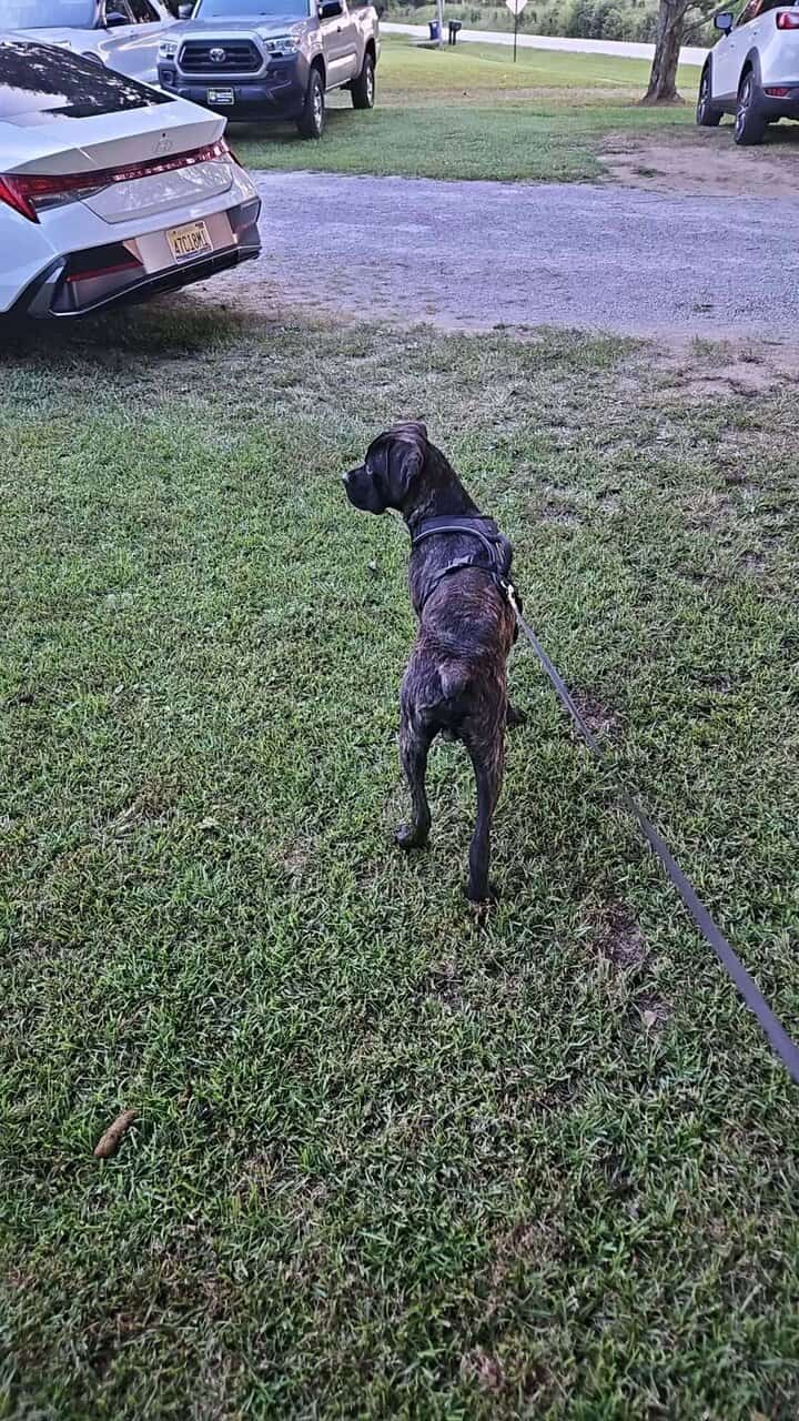 1 year old CKC Cane Corso image 3