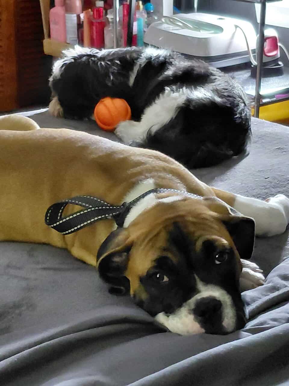Puppy image 6