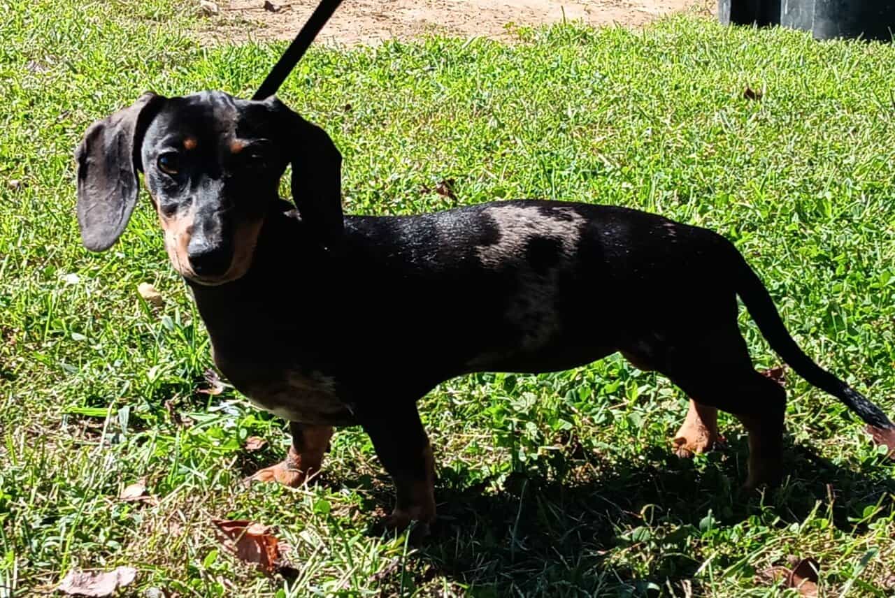 For Sale CKC Dachshund Female Puppy image 3