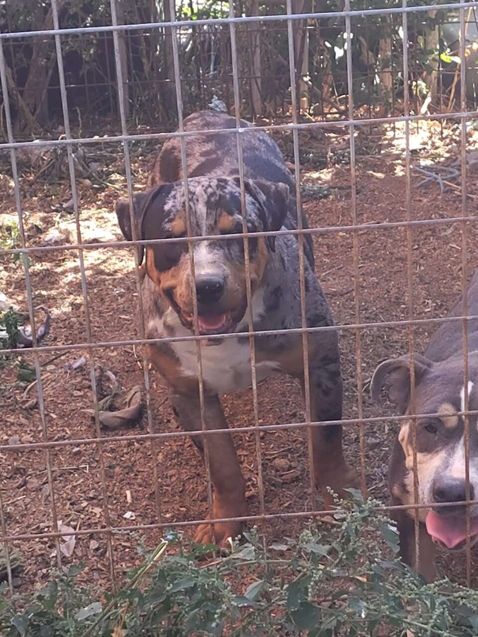 Male merle image 1