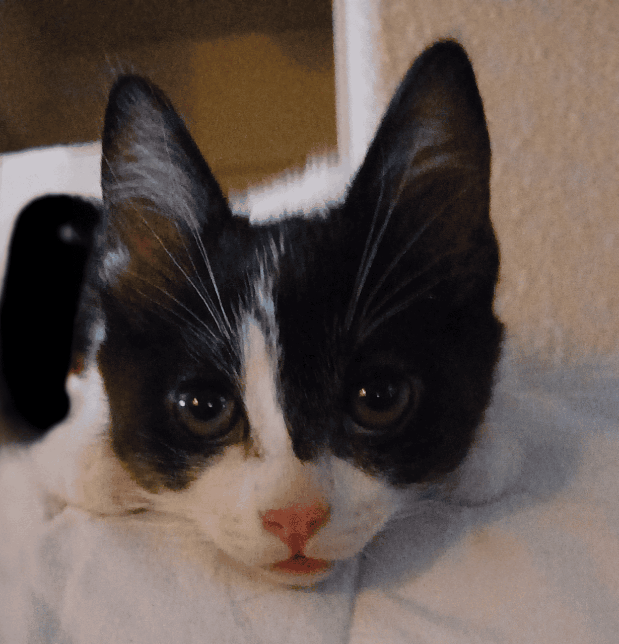 🐾 Sweet Black & White Kittens Looking for Love 🐾 image 5