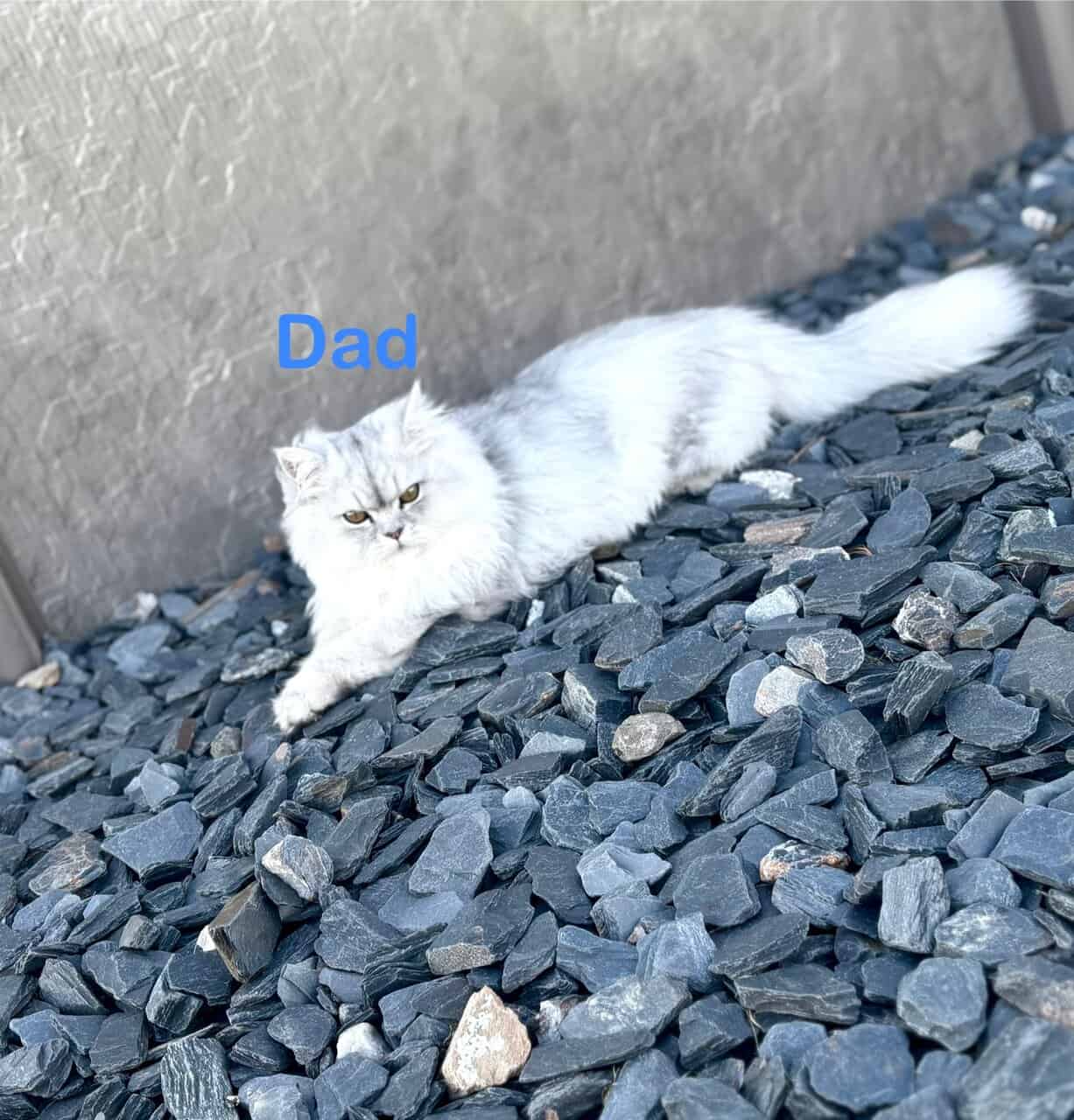 Persian Kittens image 10