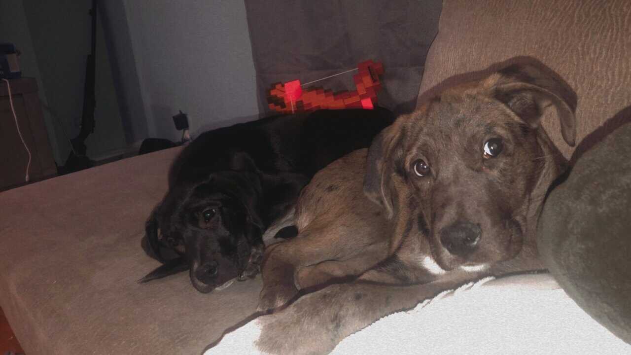 1 Year old Great Dane Mix image 3