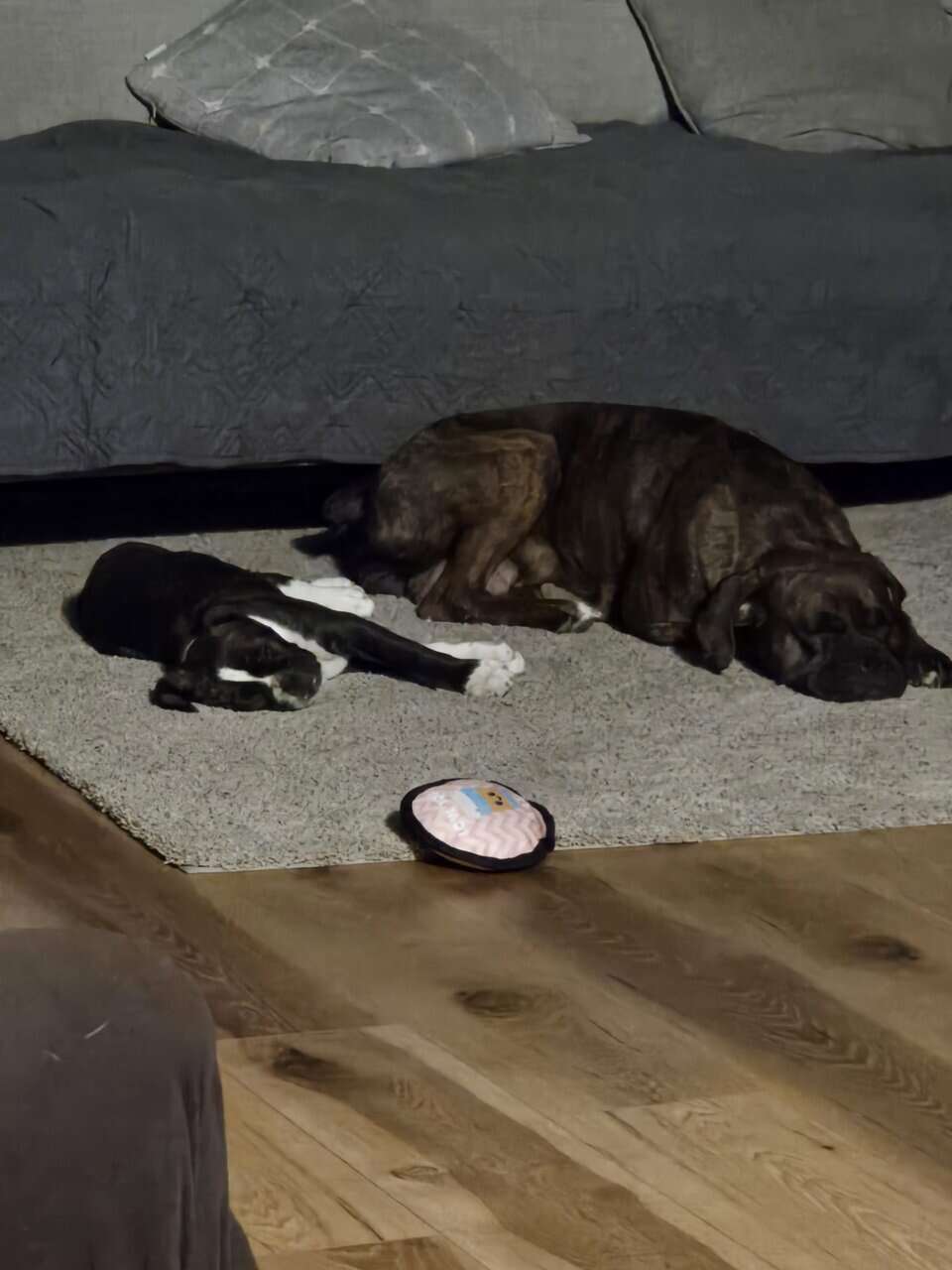 AKC PUPPY image 6