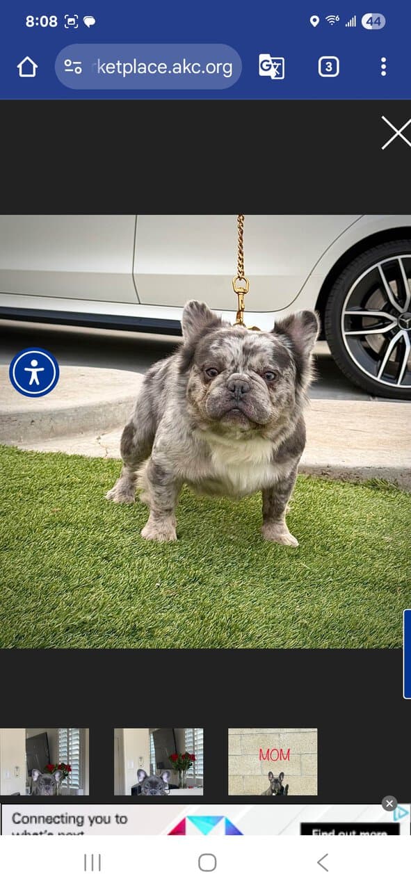 Female frenchie for sale image 5