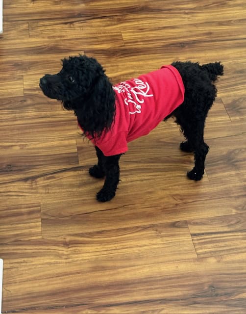 Cavapoo image 6