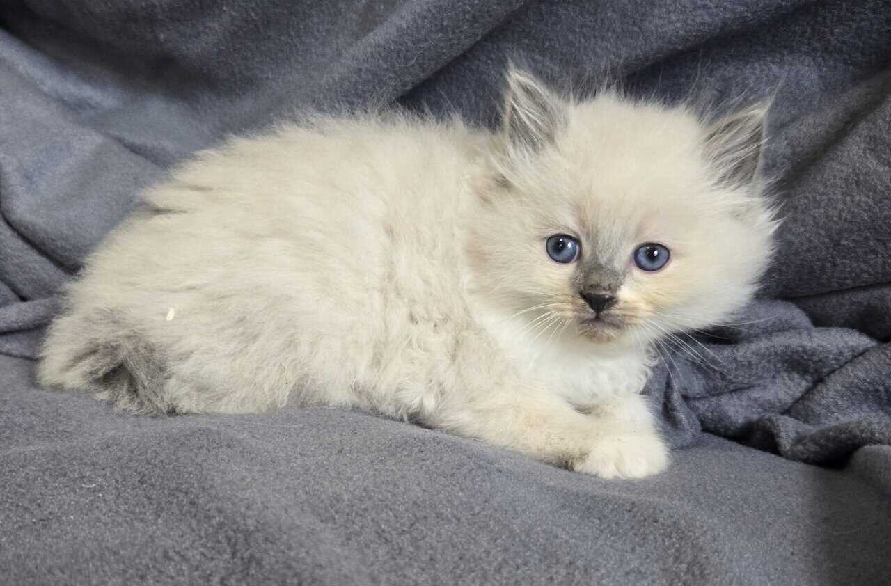 Ragdoll kittens image 6