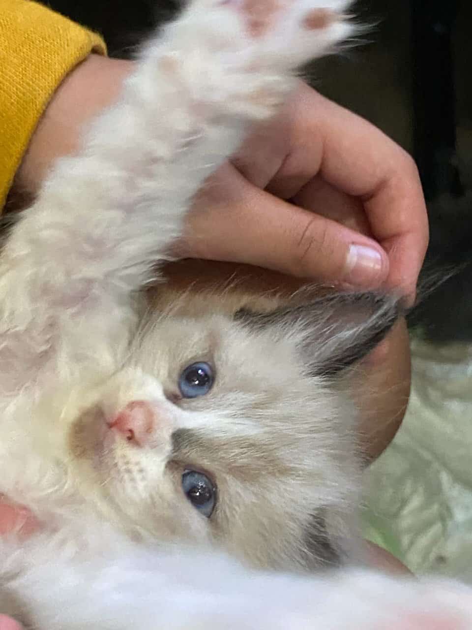 Loving kittens image 2