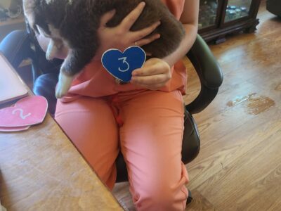 Australian Shepherd 3