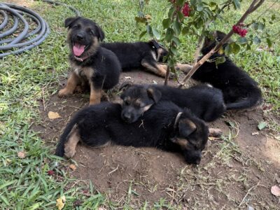 Female German Shepherd puppies