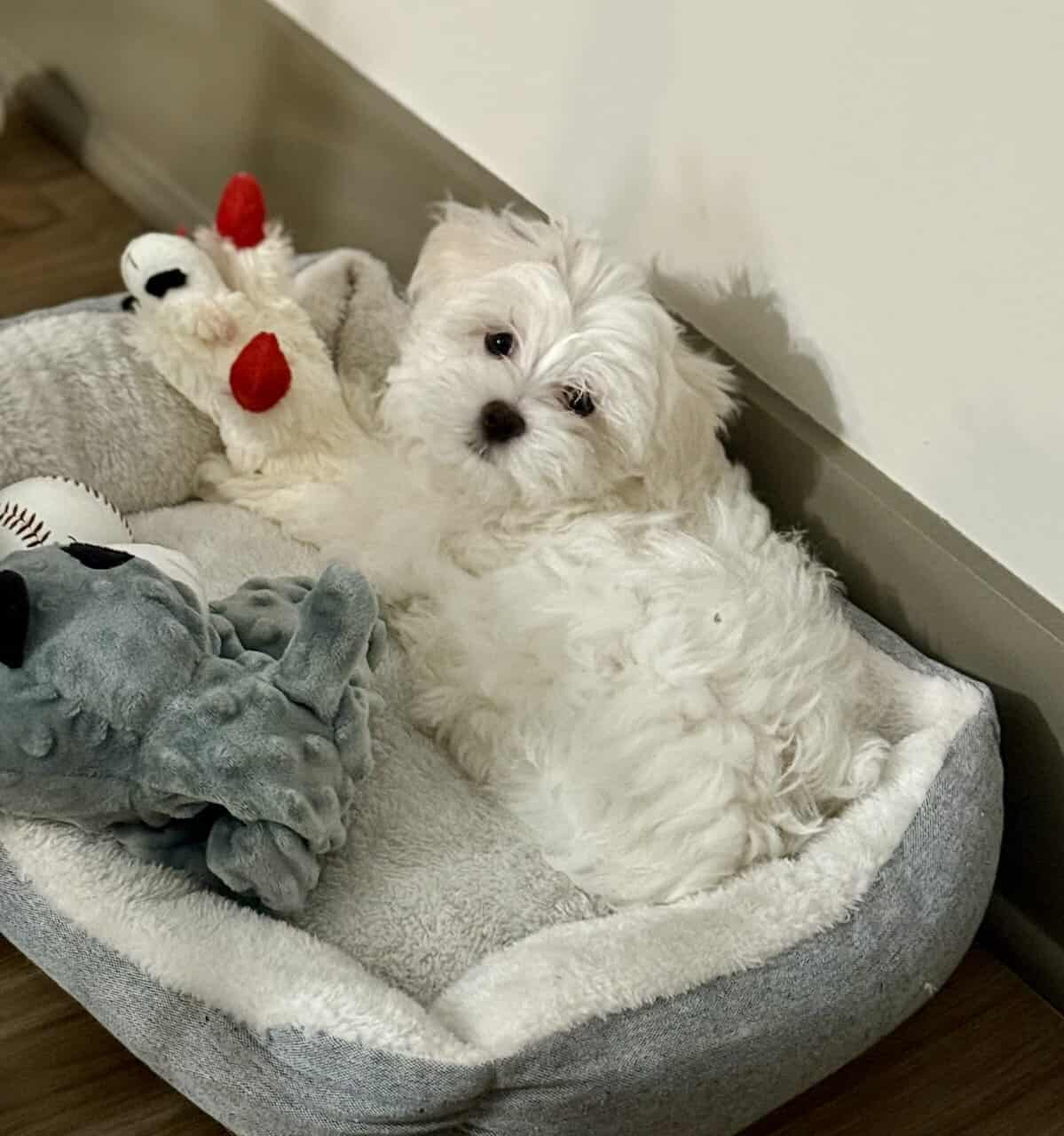 Maltese puppies image 4