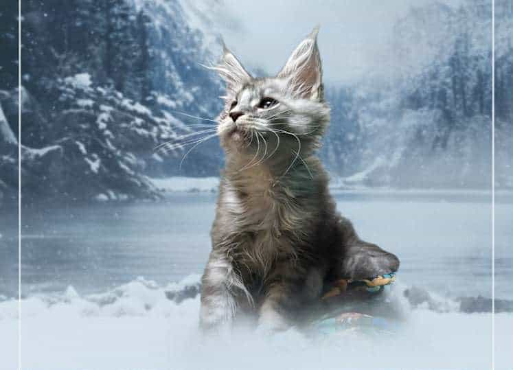 Tica registered mainecoon image 1