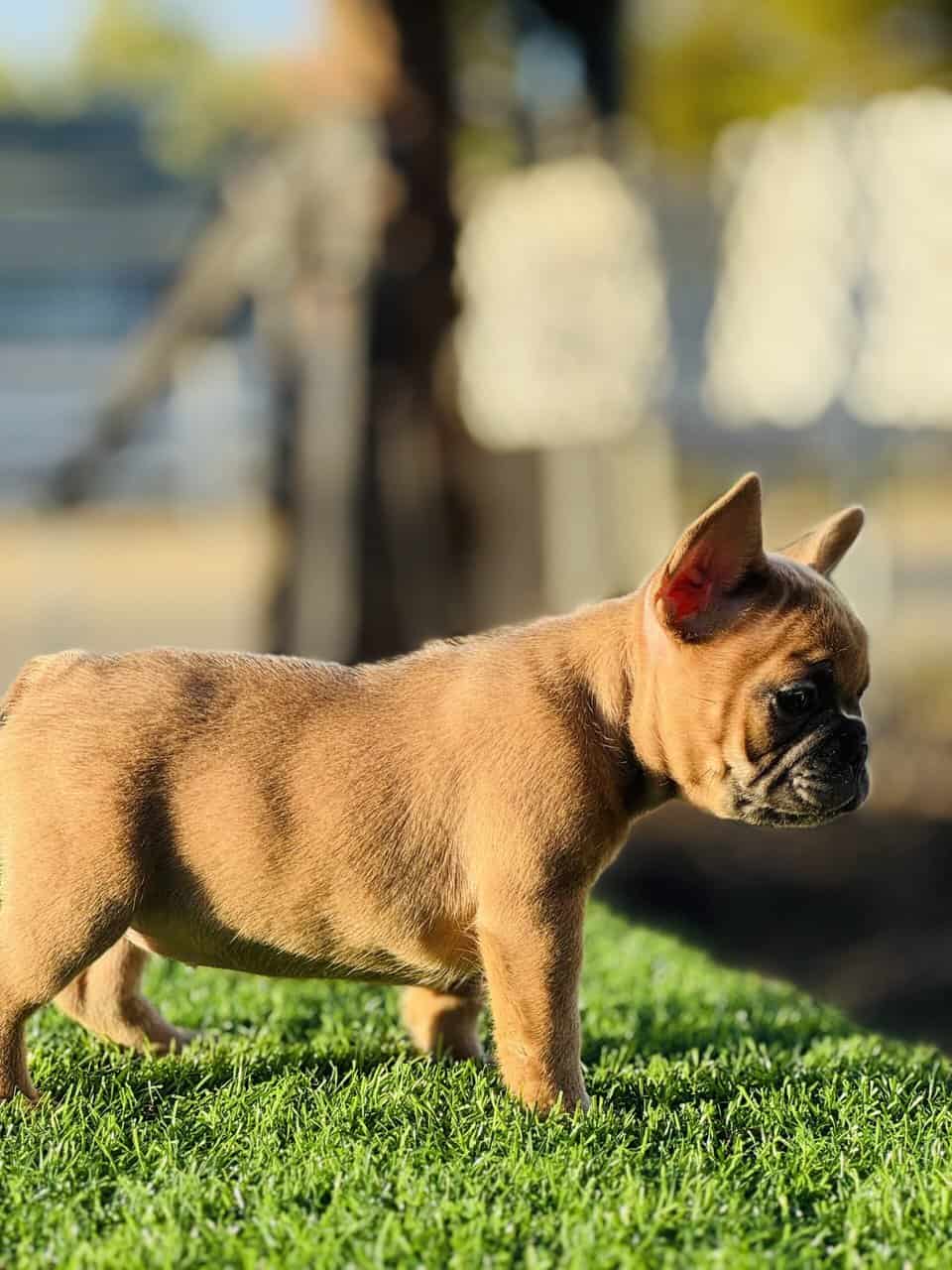 FRENCH BULLDOG PUPPY image 3