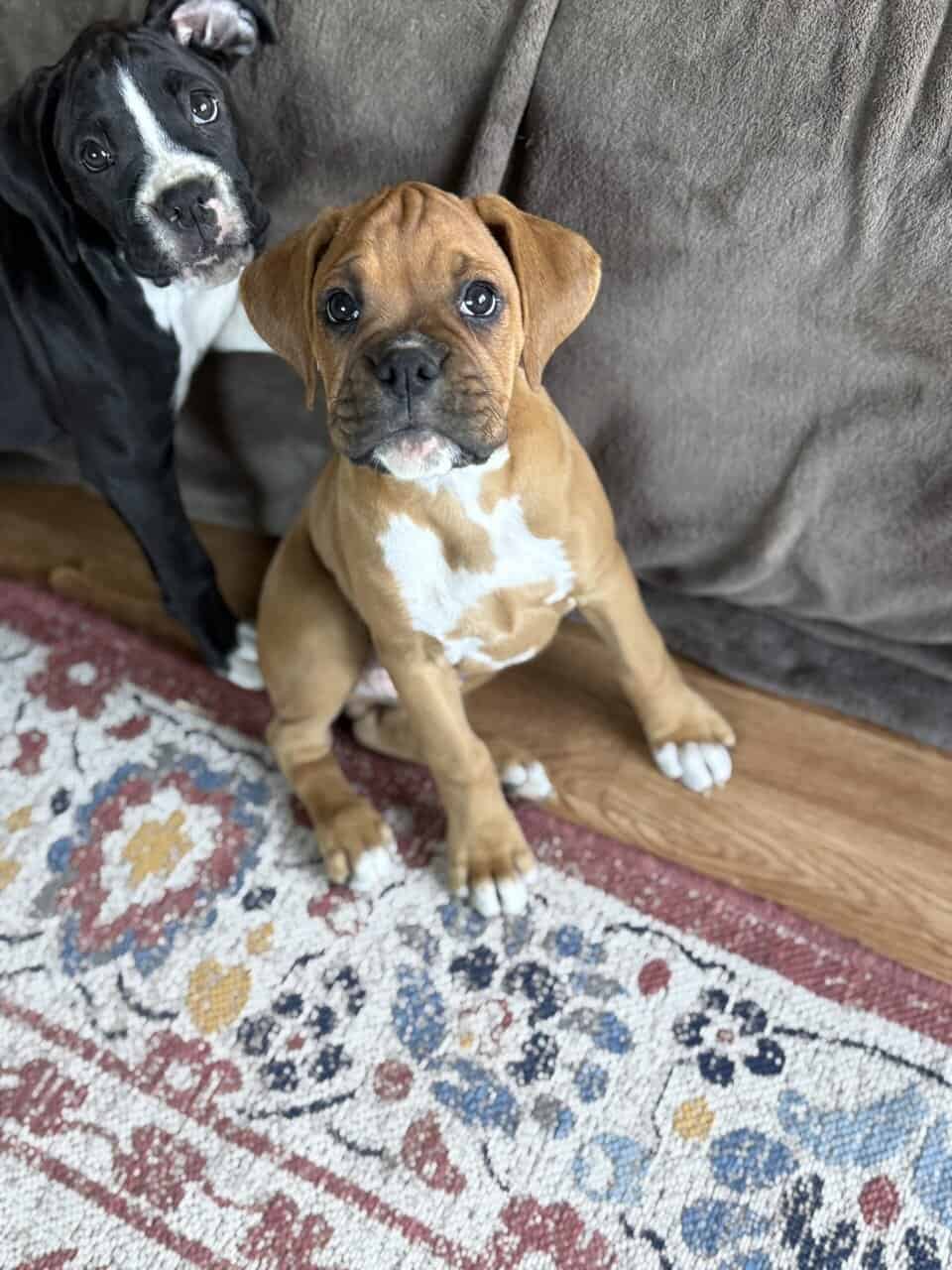 Boxer Puppies image 5