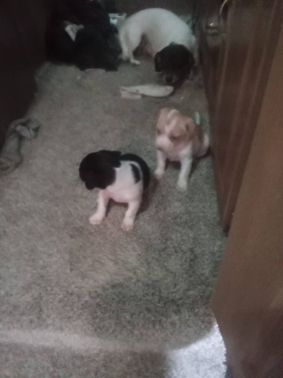 Miniature dachshunds image 6