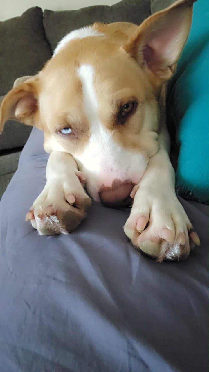Playful, Loving & Sweet Husky Mix image 2