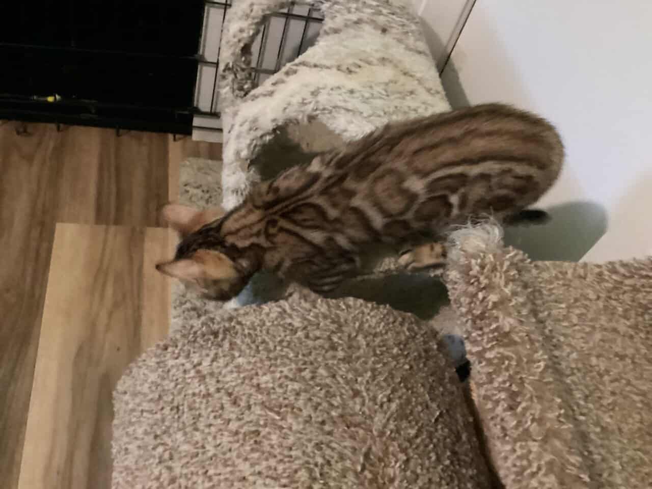 Purrr-n’s Wild Kingdom Exotic. YKittens image 17