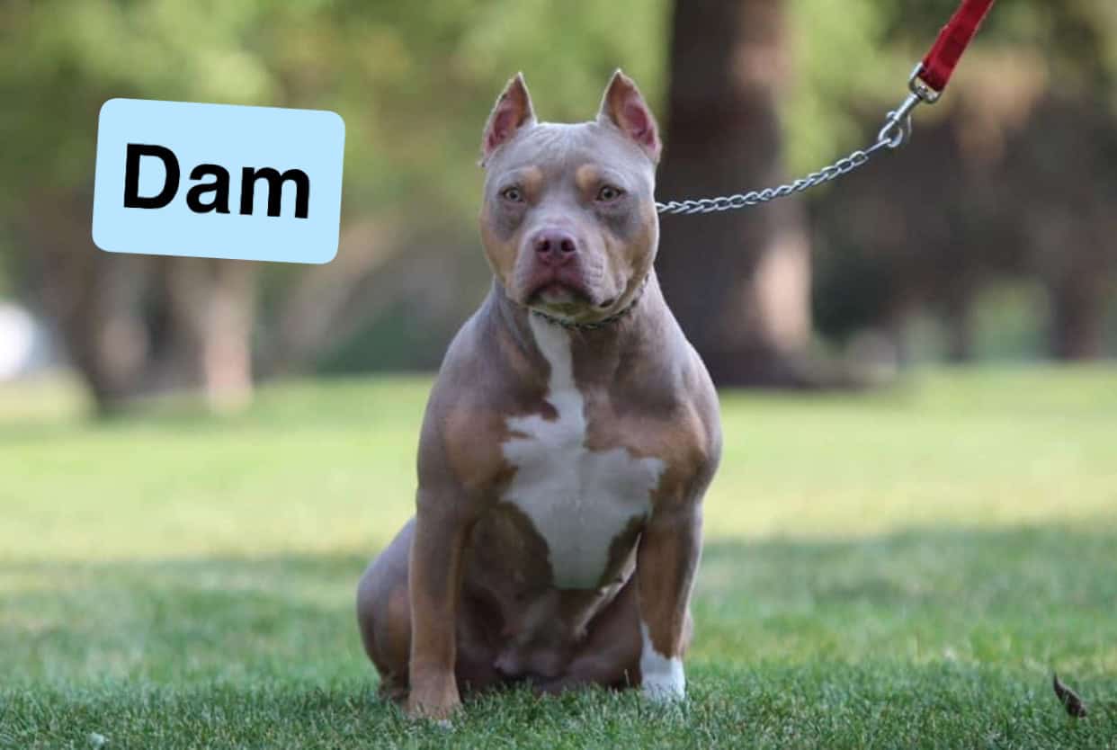 Pocket America bully puppy image 8