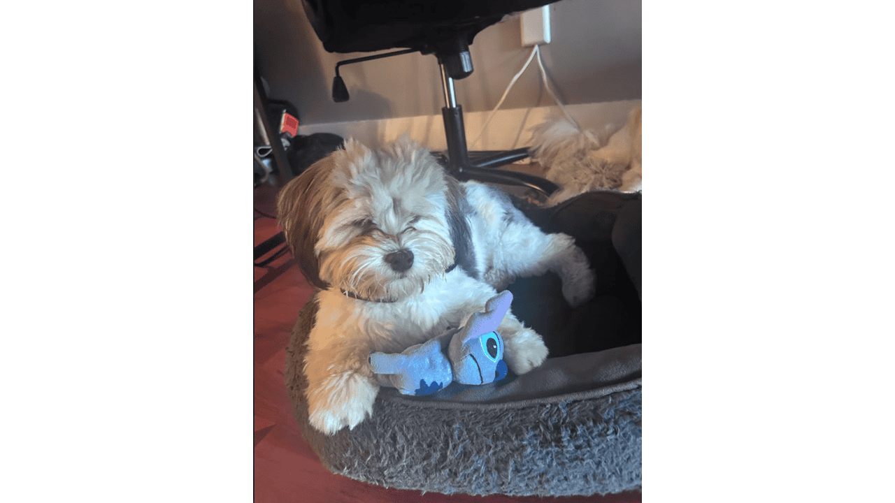 🐾 Meet Panda & Snow 🐾 image 4