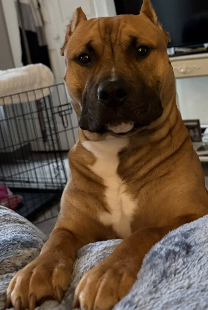 American bully for sale He is full registration image 4