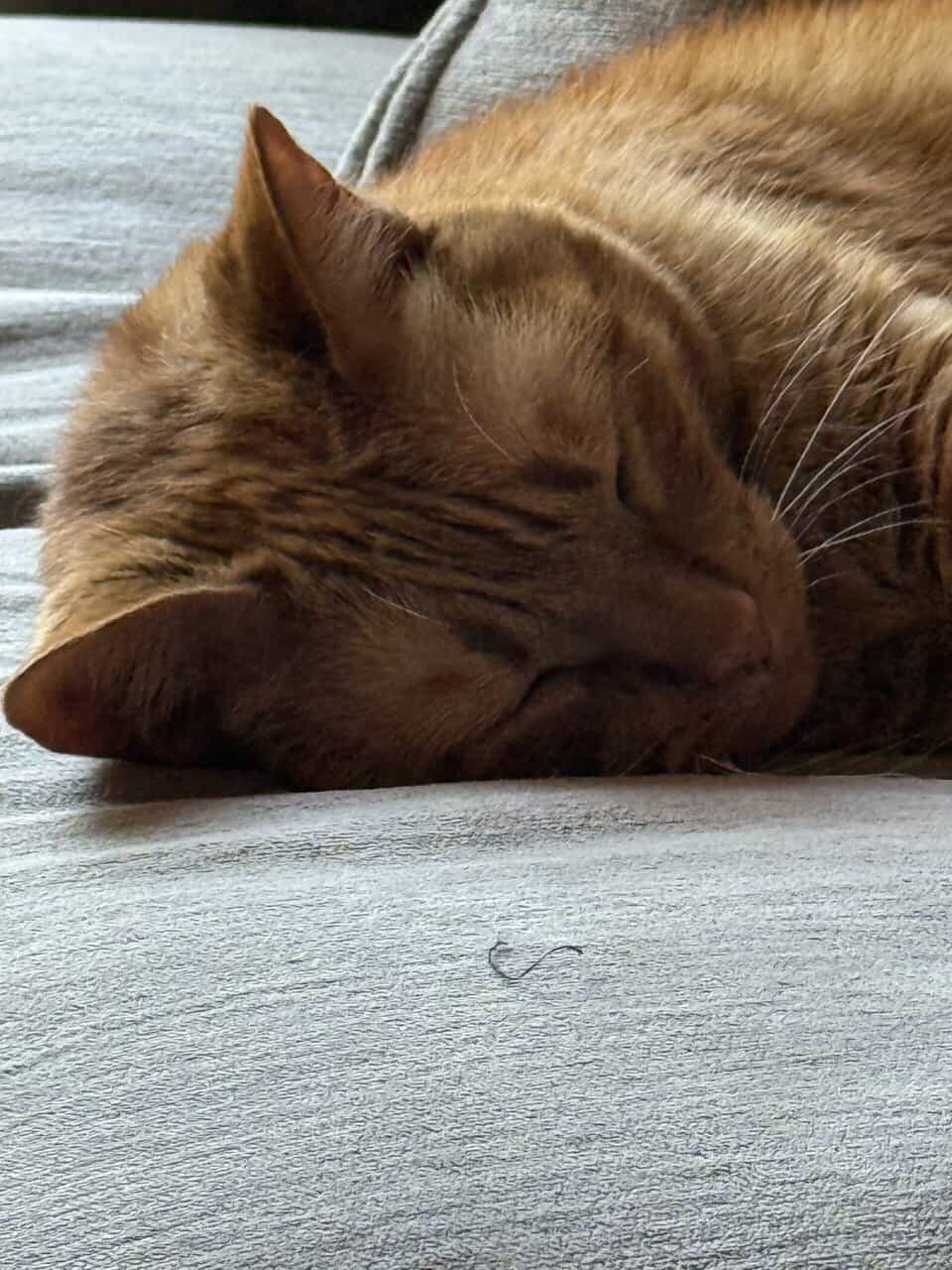 Handsome laid back and sweet tabby. image 5