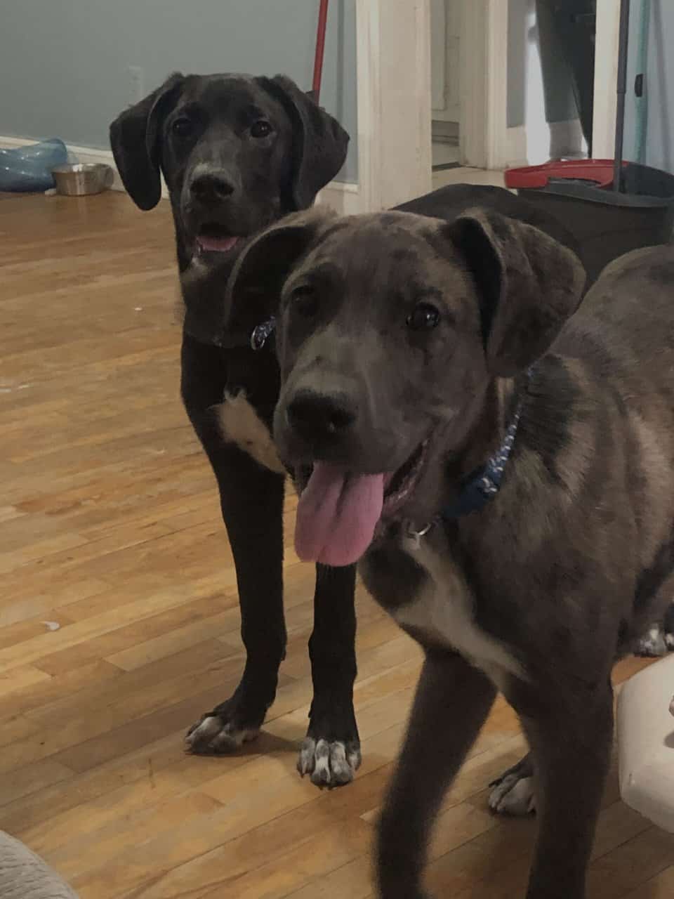 1 Year old Great Dane Mix image 2