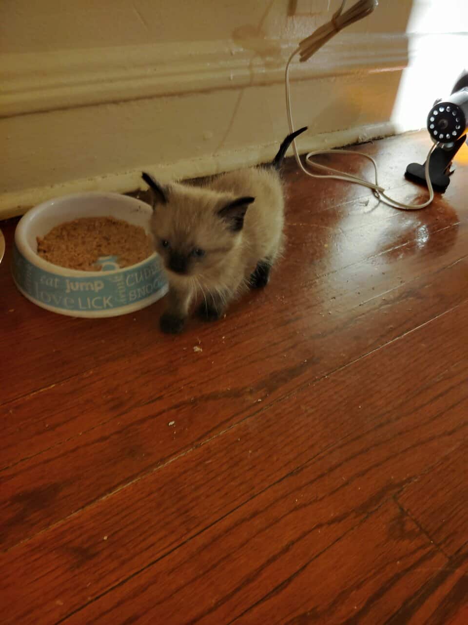 Kittens to rehome image 2