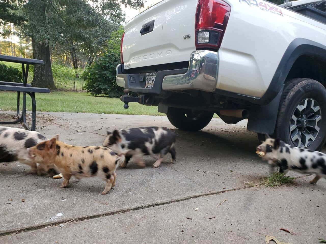 KuneKune Purebred Piglets 9 wks old image 2