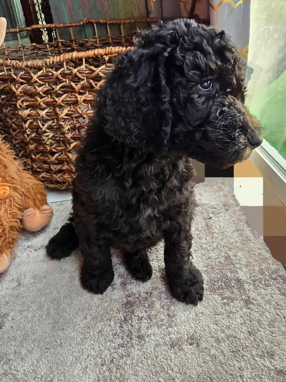 Standard Poodle Puppies image 1