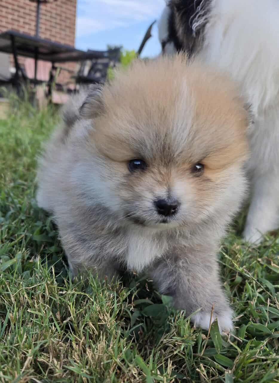 Pomeranian puppies - northern Alabama image 2