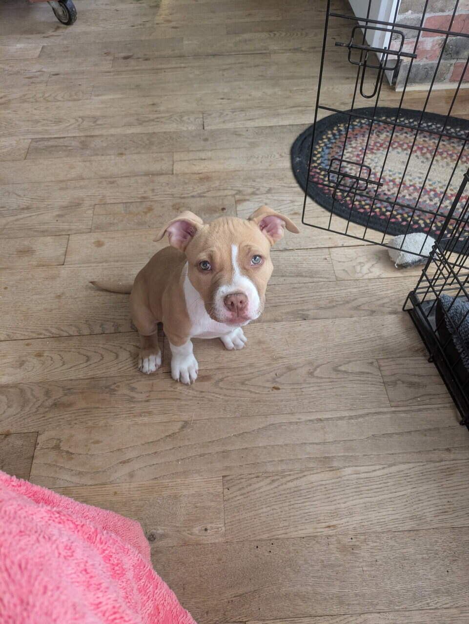 Pitbull Mastiff Mix puppy image 4