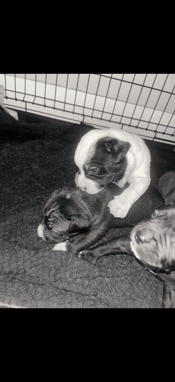 Pitbull / Great Dane puppy image 2