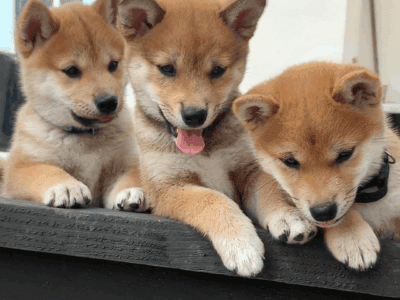 Shiba Inu
