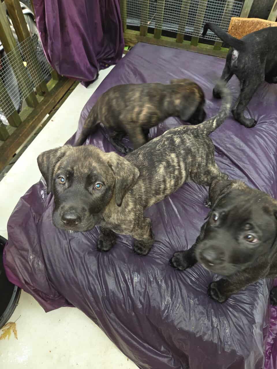 Mastiff mix puppies image 1