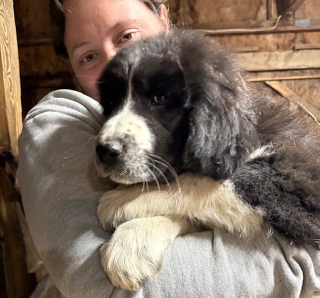 Livestock Guardian pups (LGD) image 10