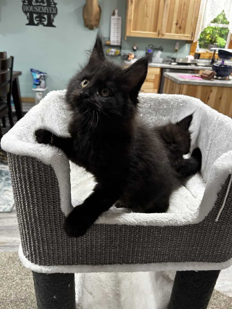 Maine Coon Kittens image 2