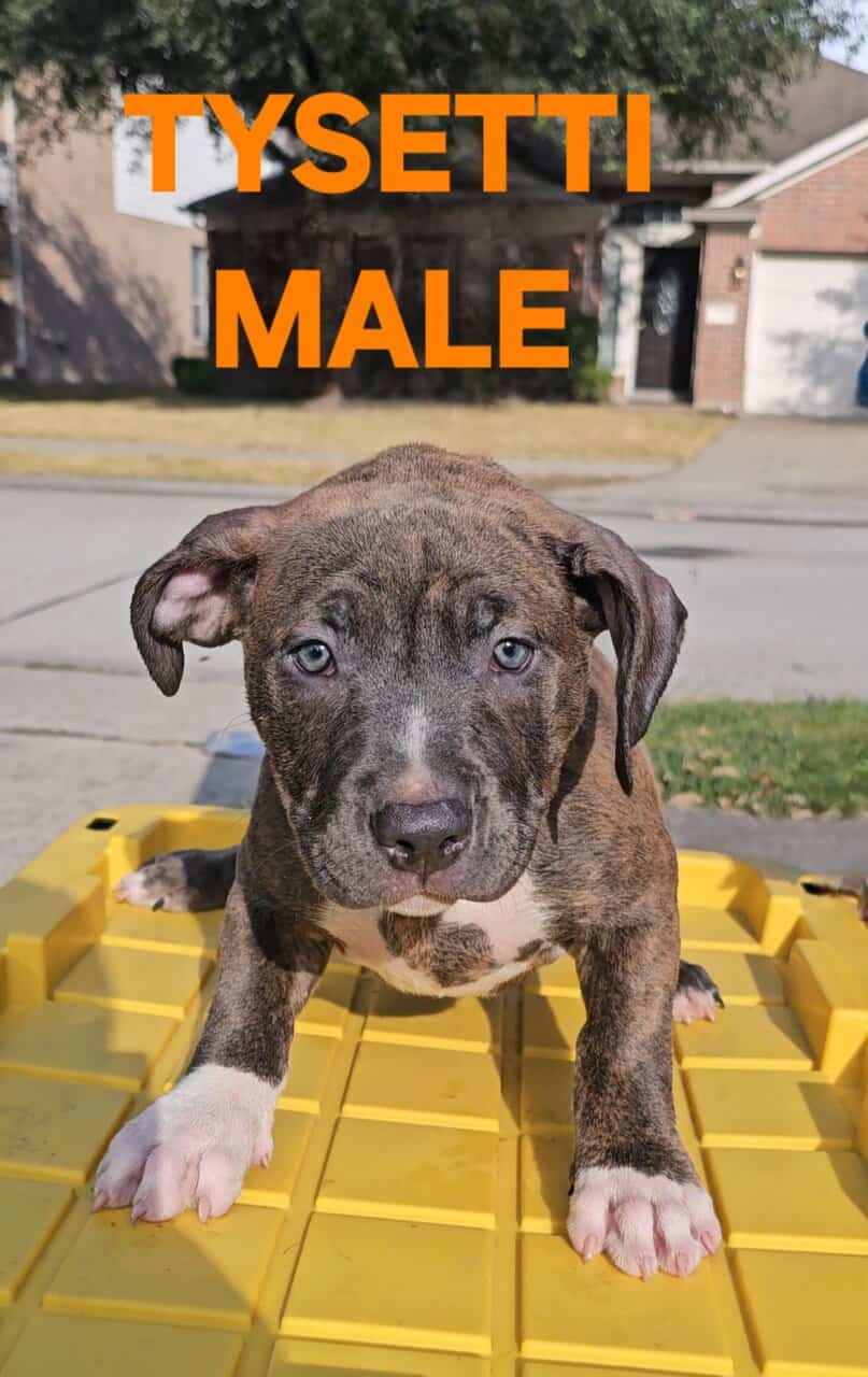 AMERICAN BULLY PUPPIES image 9
