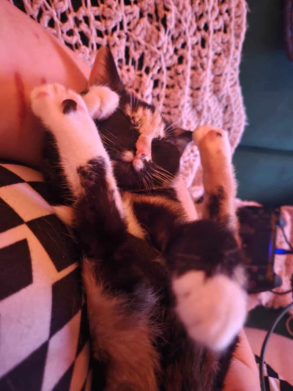 4 Female Cats, 1 yr, needing to be rehomed image 14