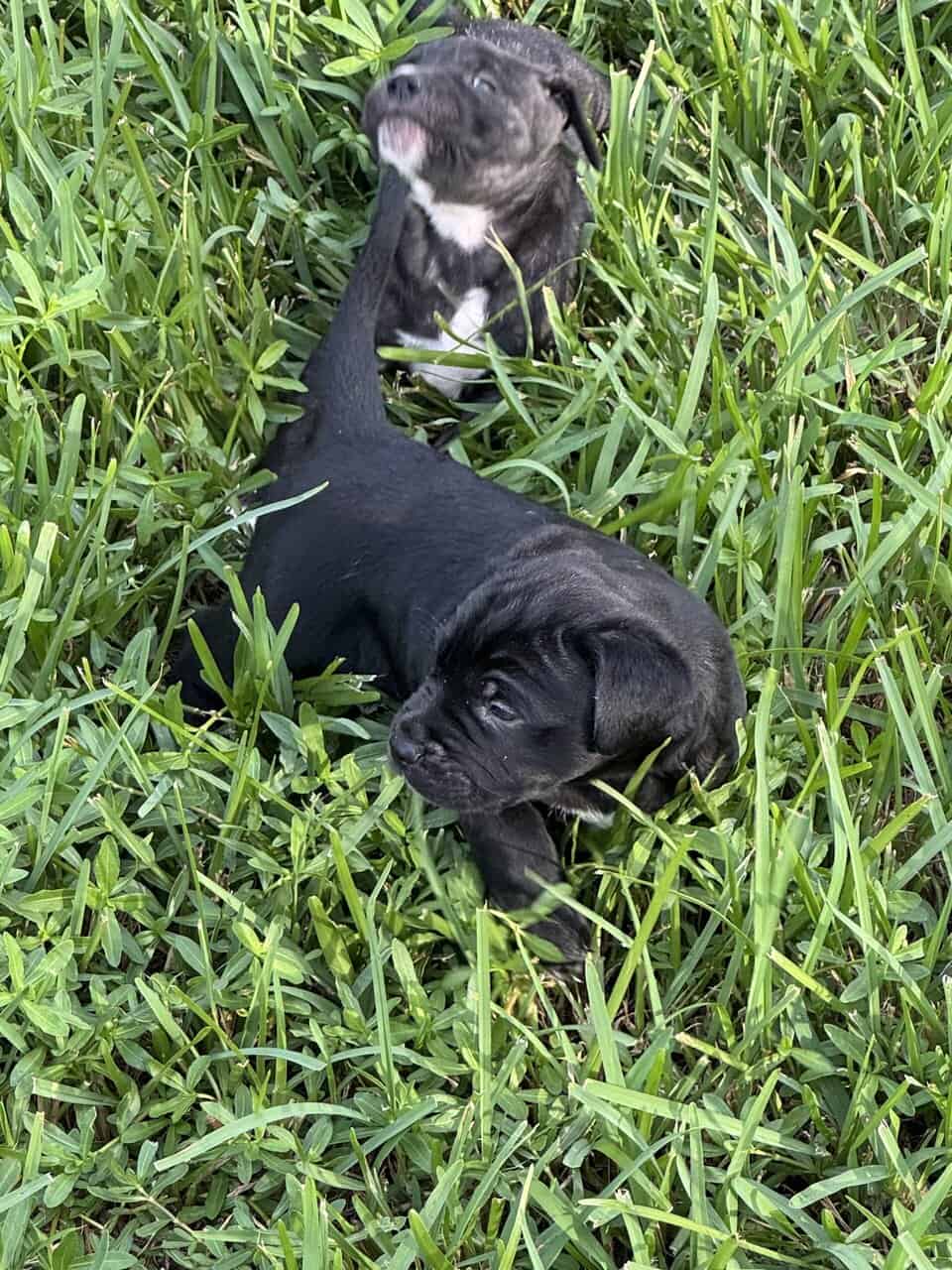 Mastiff Mix Puppies image 3