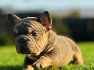 FRENCHIE PUPPY