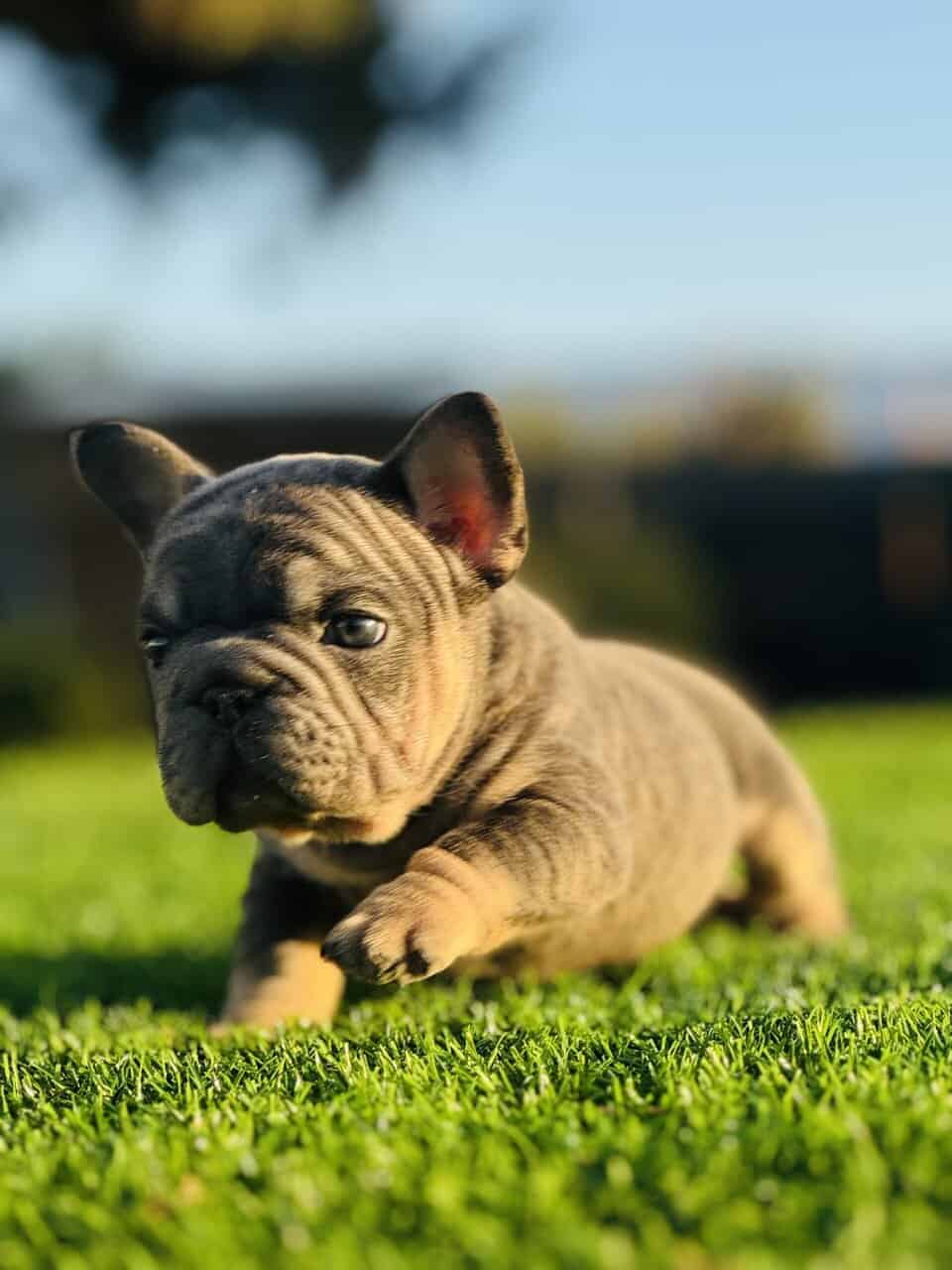FRENCHIE PUPPY image 1