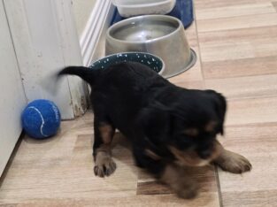 Tankster the Cavalier King Charles pup