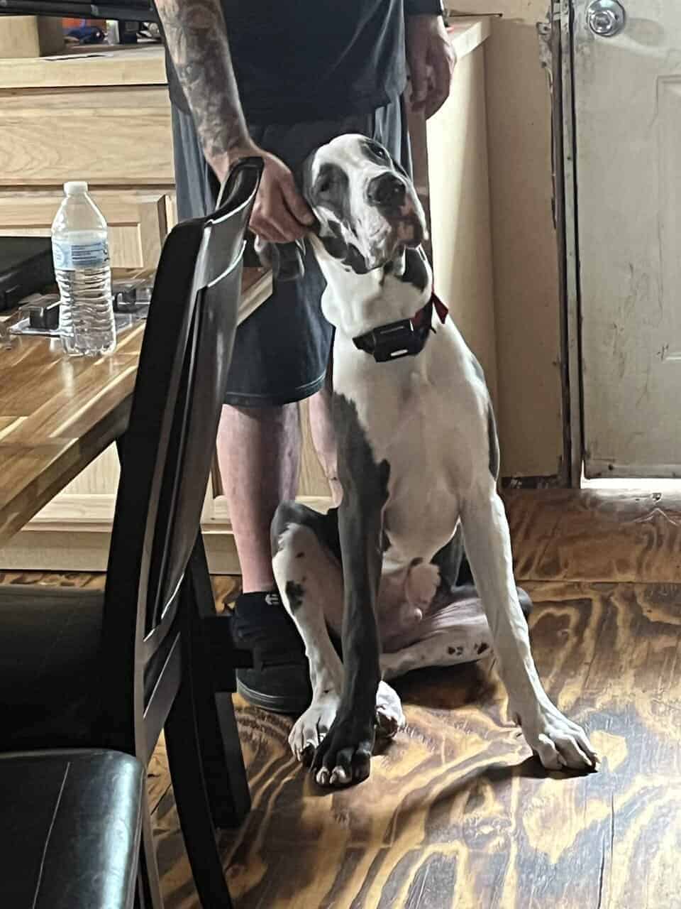 Atticus (rehoming) image 9