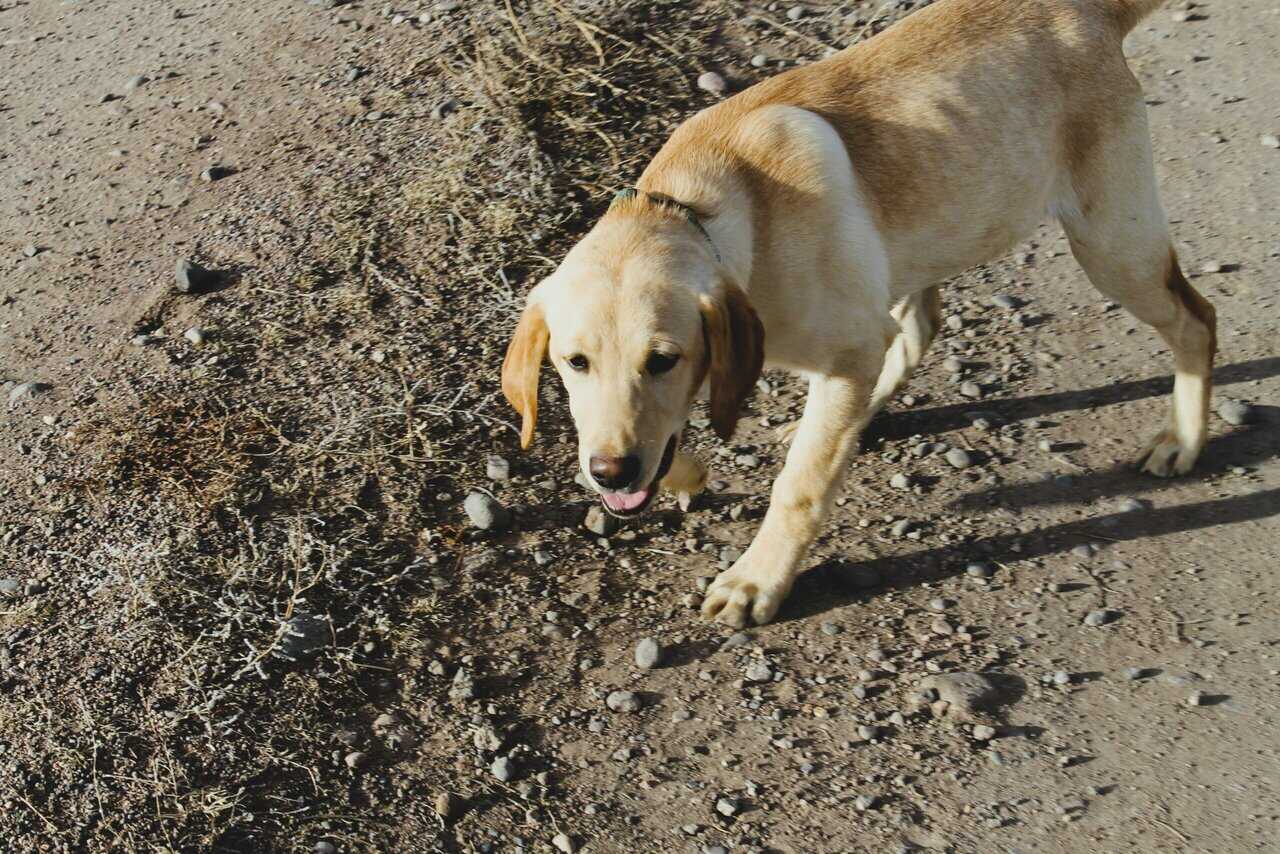 AKC Hunting Lab image 6