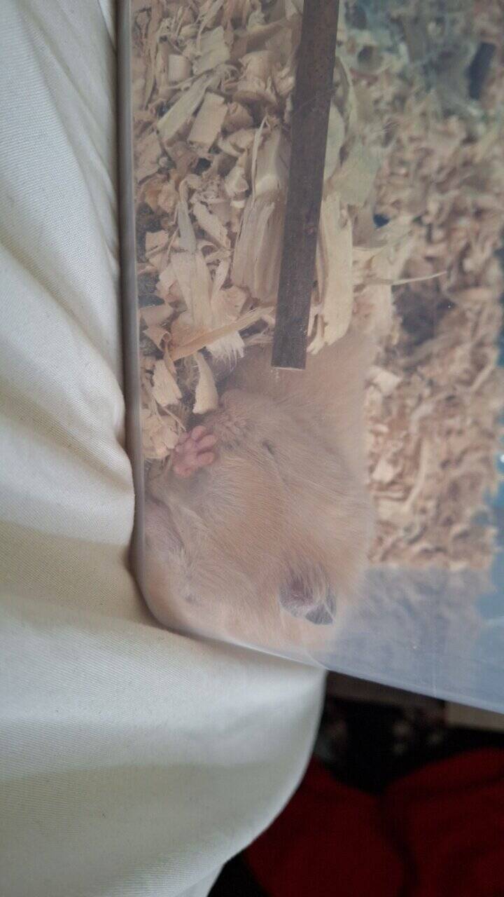 Hamster image 2