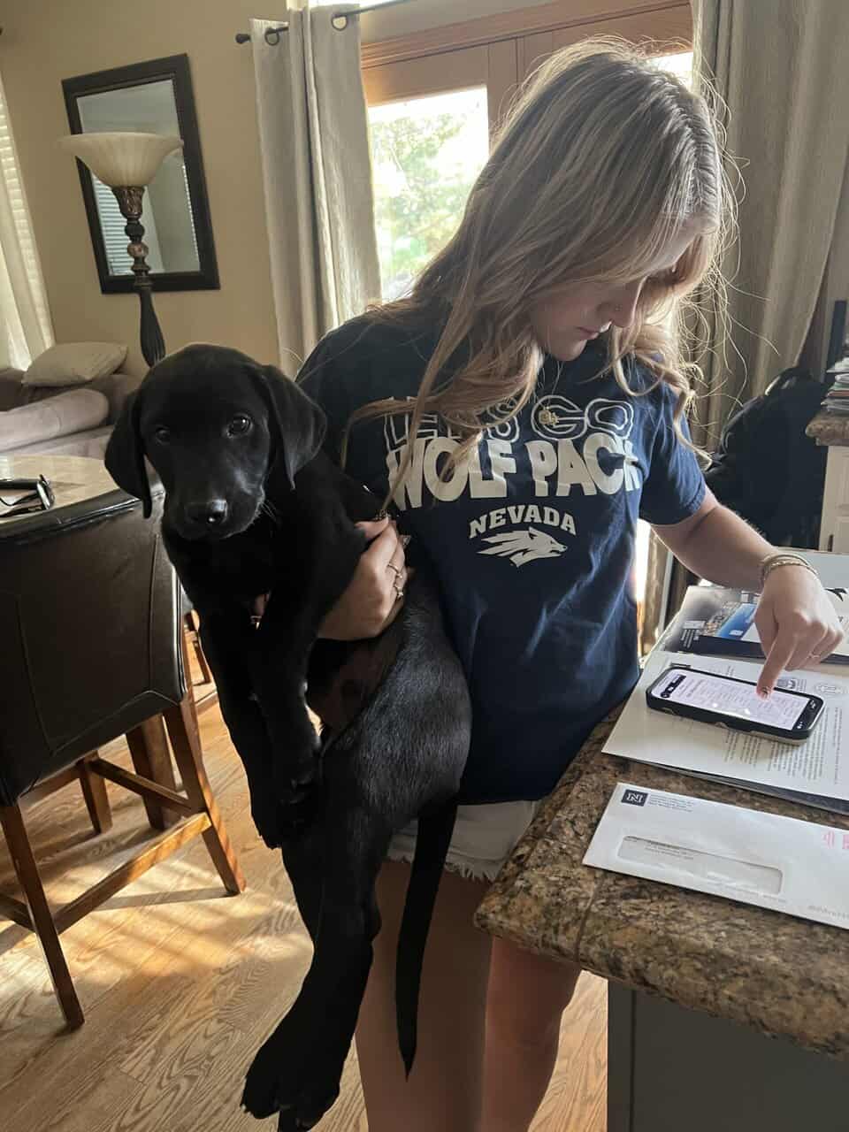 AKC Registered Black Lab image 3