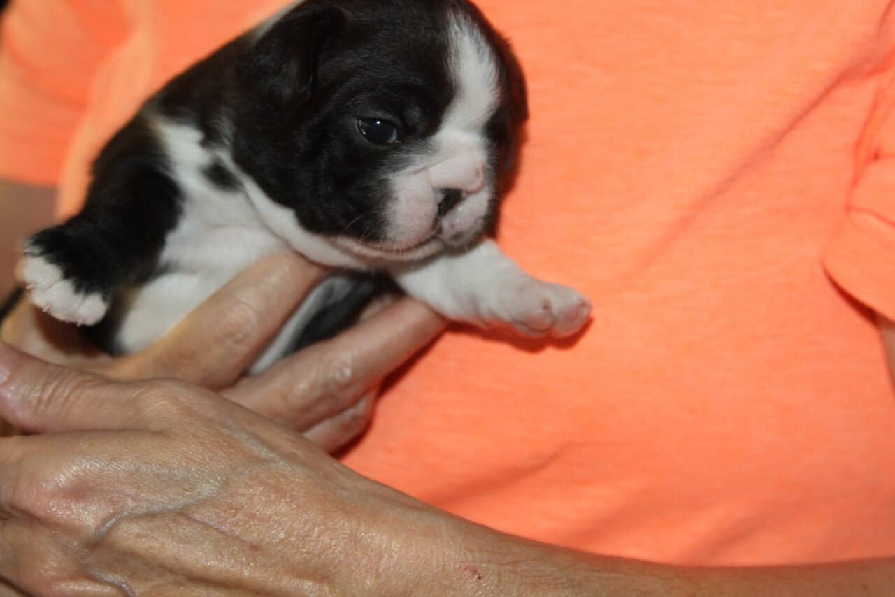 Boston Terrier Puppies image 2