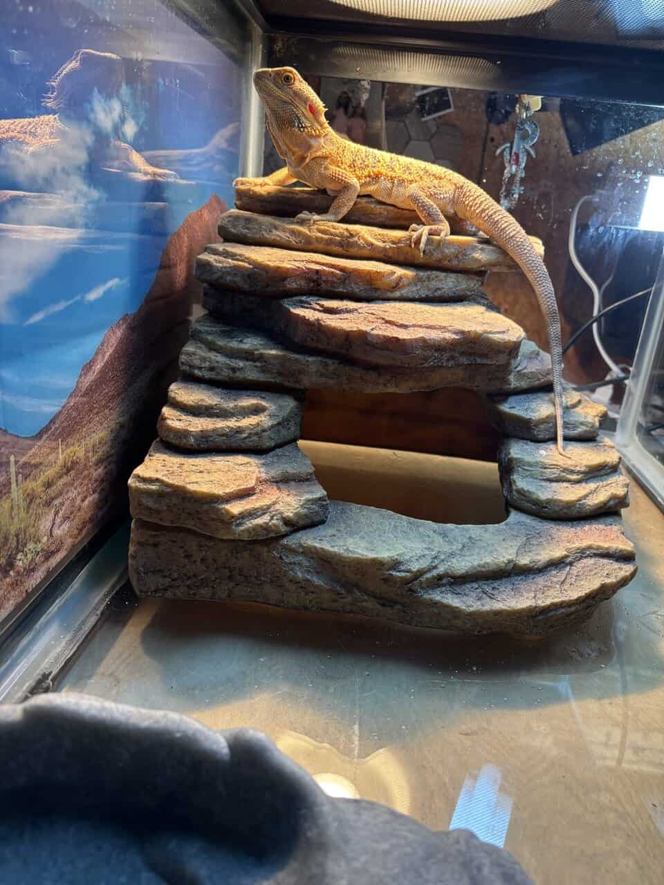 Bearded Dragon with Tank image 1
