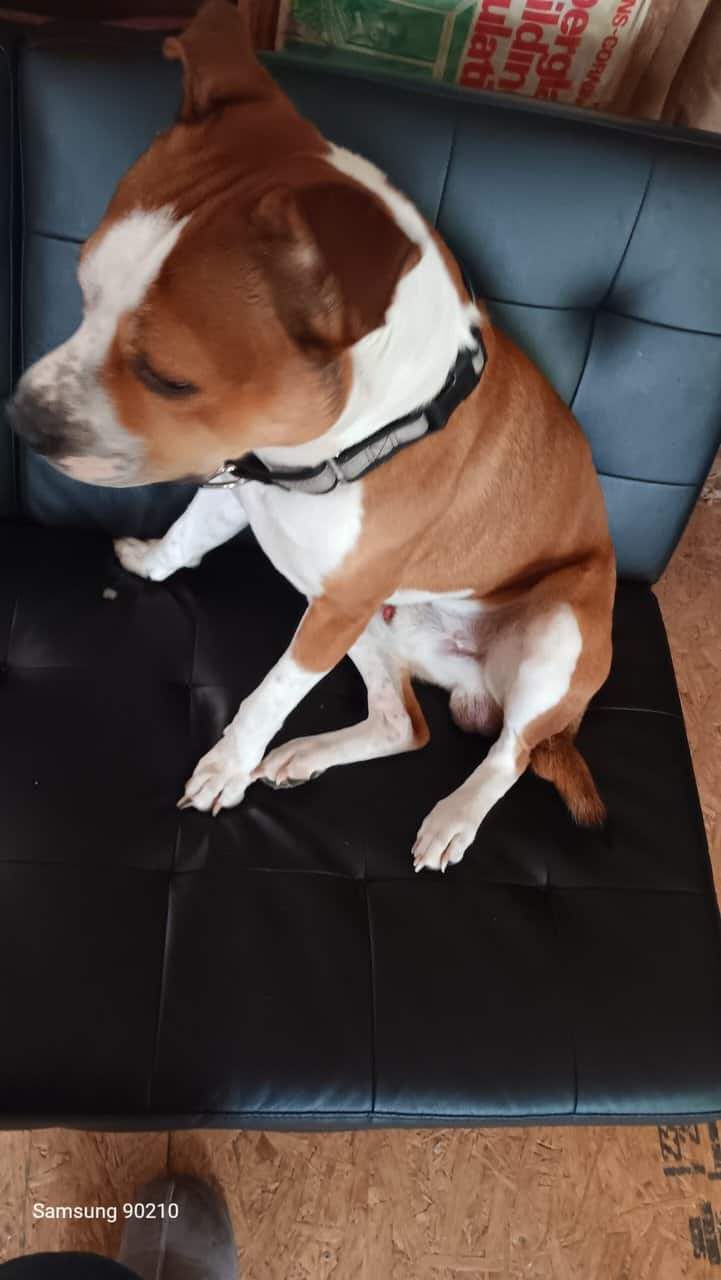 Looking to re-home this precious little guy image 3