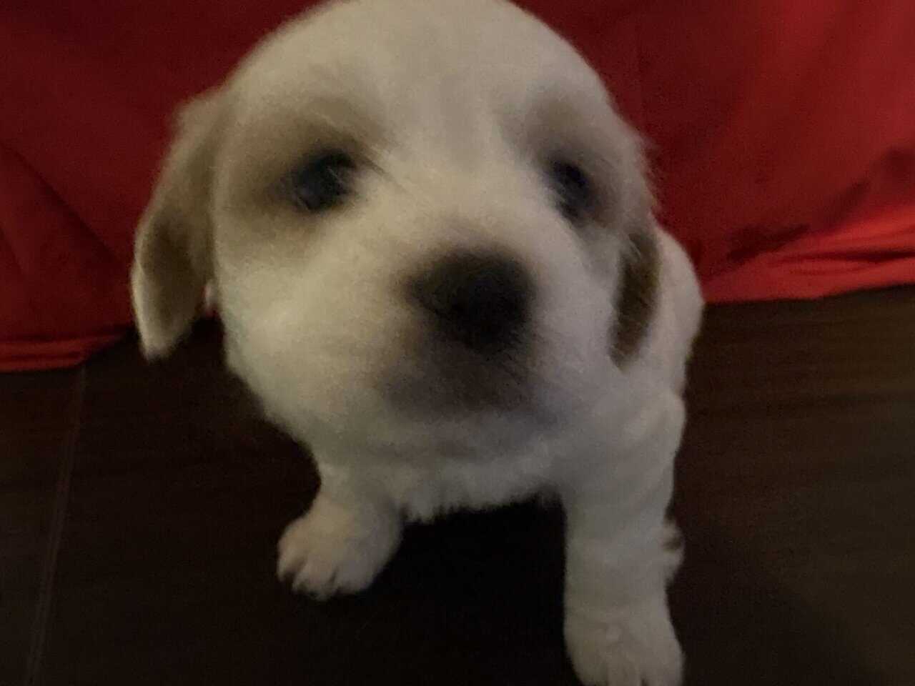 Shorkies needing home ASAP!! image 2